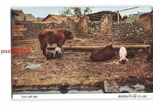 XyA8620●満州 郊外農家の牛と猪 牛と豚【絵葉書】