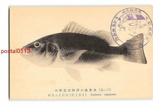 XyB1506●静岡 天然記念物浄の池異魚 その2 おきふえだひ どくぎょ【絵葉書】