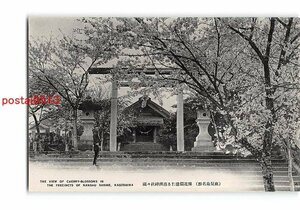 XyD6867●鹿児島 鹿児島名勝 桜花爛漫たる南洲神社社頭 *傷み有り【絵葉書】