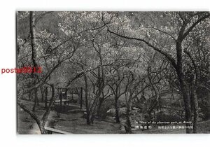 XyC2807●静岡 熱海温泉 梅樹全山を被ふ熱海の梅園【絵葉書】