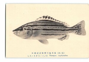 XyE3575●静岡 天然記念物浄の池異魚 その5 しまいさぎ よこしま *傷み有り【絵葉書】