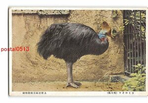 XyD7161●東京 上野公園動物園 食火鶏 *傷み有り【絵葉書】