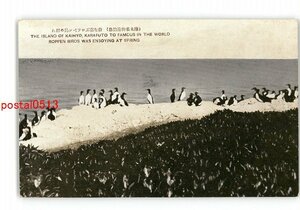 XZJ8481【新規】樺太 樺太名物海豹島 春を喜ぶロツペン鳥の群れ *傷み有り【絵葉書】
