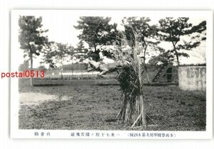 XyG2908●千葉 歩兵学校軍用犬基本訓練 一米70糎の障害飛越 白倉納 *傷み有り【絵葉書】