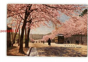 XyG8976●東京 赤坂見附の桜 電車 *傷み有り【絵葉書】