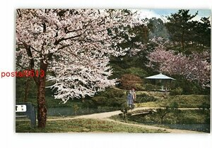 XyI8861●愛媛 道後公園の桜花 *傷み有り【絵葉書】