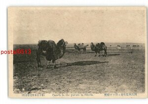 XyI4198●ロシア シベリア出兵 西比利亜牧場に於ける駱駝 *傷み有り【絵葉書】