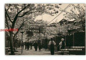 XyJ9055●群馬 羽越線温海温泉 県社熊野神社前通り桜花爛漫 *傷み有り【絵葉書】