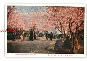 XyJ6950●福岡 福岡名所 西公園の桜 *傷み有り【絵葉書】