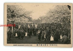 XyK0222●東京 花の東京 上野公園の桜 *傷み有り【絵葉書】