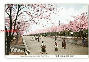 XyK9698●東京 大東京 隅田公園の桜花 *傷み有り【絵葉書】