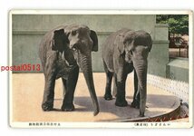 XyL0966●東京 上野公園動物園 インド象 *傷み有り【絵葉書】_画像1