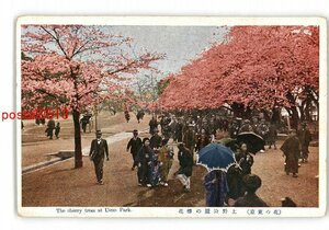 XyL3320●東京 上野公園の桜 *傷み有り【絵葉書】