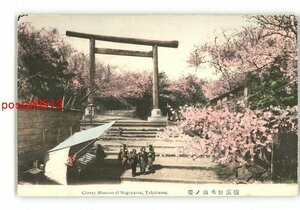 XyL3383●神奈川 手彩色 横浜野毛山の桜 *傷み有り【絵葉書】