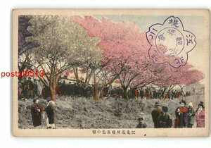 XyM9691●東京 江北荒川堤五色の桜 *傷み有り【絵葉書】