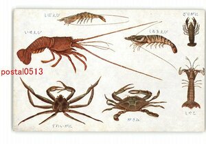 XyL7198●図鑑アート絵葉書 海中生物 その11 *傷み有り【絵葉書】