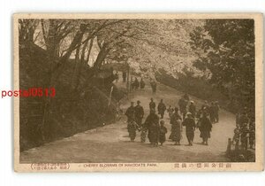 XyN3244●北海道 函館公園桜の満開 *傷み有り【絵葉書】