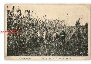 XyO0264●満州 海城の高梁収穫 *傷み有り【絵葉書】