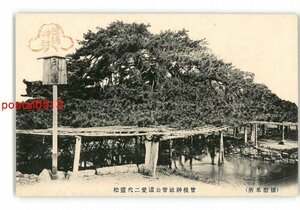 XyP4955●兵庫 播磨名所 曽根神社菅公遺愛二代霊松 *傷み有り【絵葉書】