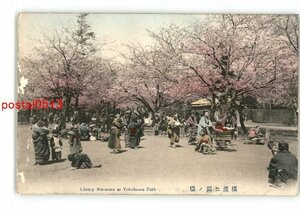 XyP3775●神奈川 手彩色 横浜公園の桜 *傷み有り【絵葉書】