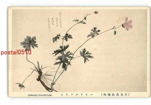 XyO8373●栃木 日光高山植物 ハクサンフウロ *傷み有り【絵葉書】