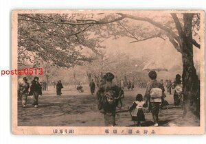 XyP3513●東京 上野公園の桜 *傷み有り【絵葉書】