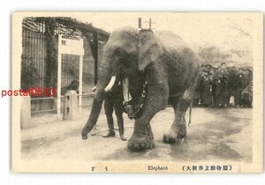 XyS3253●大阪 ゾウ 大阪市立動物園 *傷み有り【絵葉書】