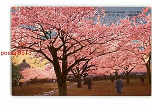 XyS5735●東京 帝都の桜花 上野公園 *傷み有り【絵葉書】