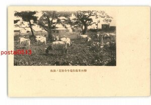 XyS0170●北海道 柳田東梅牧場牛舎付近の放牧 *傷み有り【絵葉書】