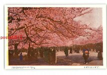 XyS7232●東京 上野公園の桜花 *傷み有り【絵葉書】_画像1