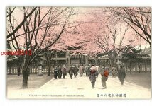 XyR4498●東京 手彩色 靖国神社境内の桜 *傷み有り【絵葉書】_画像1