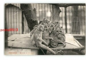 XyT1497●京都 あかげさる 赤毛猿 京都市記念動物園 *傷み有り【絵葉書】