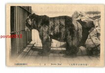 XyS4085●大阪 くま 大阪市立動物園 *傷み有り【絵葉書】_画像1