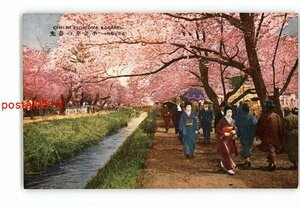 XyS5717●東京 帝都の桜花 小金井の春光 *傷み有り【絵葉書】