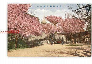 XyR3342●佐賀 唐津舞鶴公園の桜 *傷み有り【絵葉書】