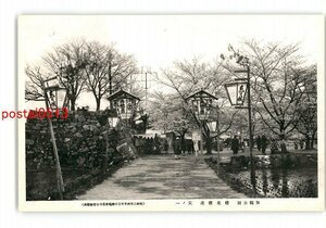 XyS7189●京都 舞鶴公園 桜花爛漫 その1 *傷み有り【絵葉書】