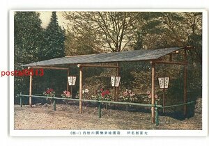 XyR4701●埼玉 大宮新名所 遊園地衆楽園の牡丹 一部 *傷み有り【絵葉書】