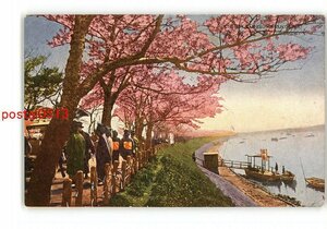 XyS5745●東京 帝都の桜花 墨堤町島 *傷み有り【絵葉書】