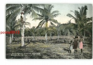 XyT4780●南洋 椰子の実を取りて楽しむカナカ土人 サイパン島 *傷み有り【絵葉書】