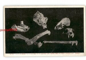 XZJ9468【新規】奈良 洞川 面不動鍾乳洞より発見した動物頭骸骨化石 日本猿下アゴ カワヲソ頭骸骨 テン頭骸骨 *傷み有り【絵葉書】