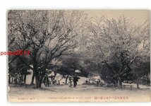 XZJ8984【新規】北海道 花見客を待つ小樽公園の桜 *傷み有り【絵葉書】_画像1