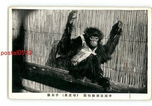 XyV0019●帝国巡廻動物園 印度産 手長猿 *傷み有り【絵葉書】