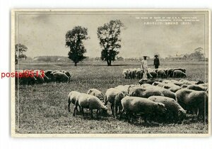 XyV7513●満州 公主嶺 農事試験場に於ける羊の群れ *傷み有り【絵葉書】