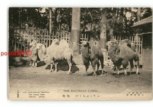 XyU3536●東京 日本東京 上野動物園 ふたこぶらくだ 牝牡 *傷み有り【絵葉書】