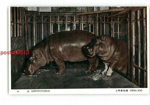 XyW1028●東京 かば 上野動物園 *傷み有り【絵葉書】