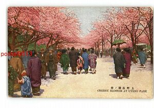 XyU0162●東京 上野公園の桜 *傷み有り【絵葉書】