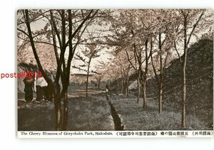 XyW2506●北海道 函館郊外 五稜廓公園の桜 *傷み有り【絵葉書】