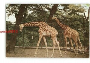 XyW2876●東京 大東京 上野動物園のキリン *傷み有り【絵葉書】
