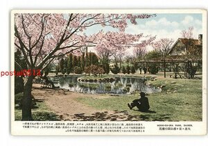 XyW8185●満州 大連 星ヶ浦公園の桜花 *傷み有り【絵葉書】