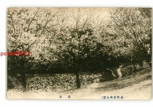 XyW9065●香川 高松栗林公園 桜谷 *傷み有り【絵葉書】